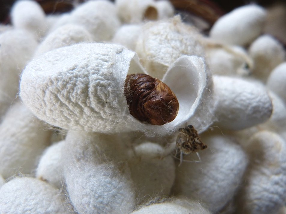 1silk