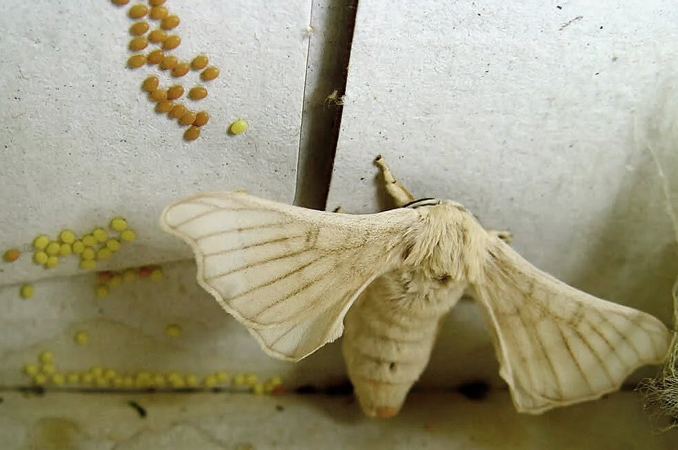 27silk